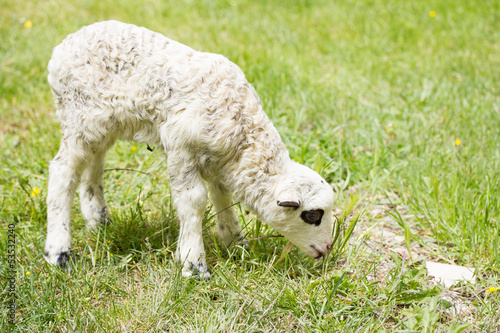 young lamb in green grass photo