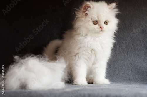 Kitten and cat hair