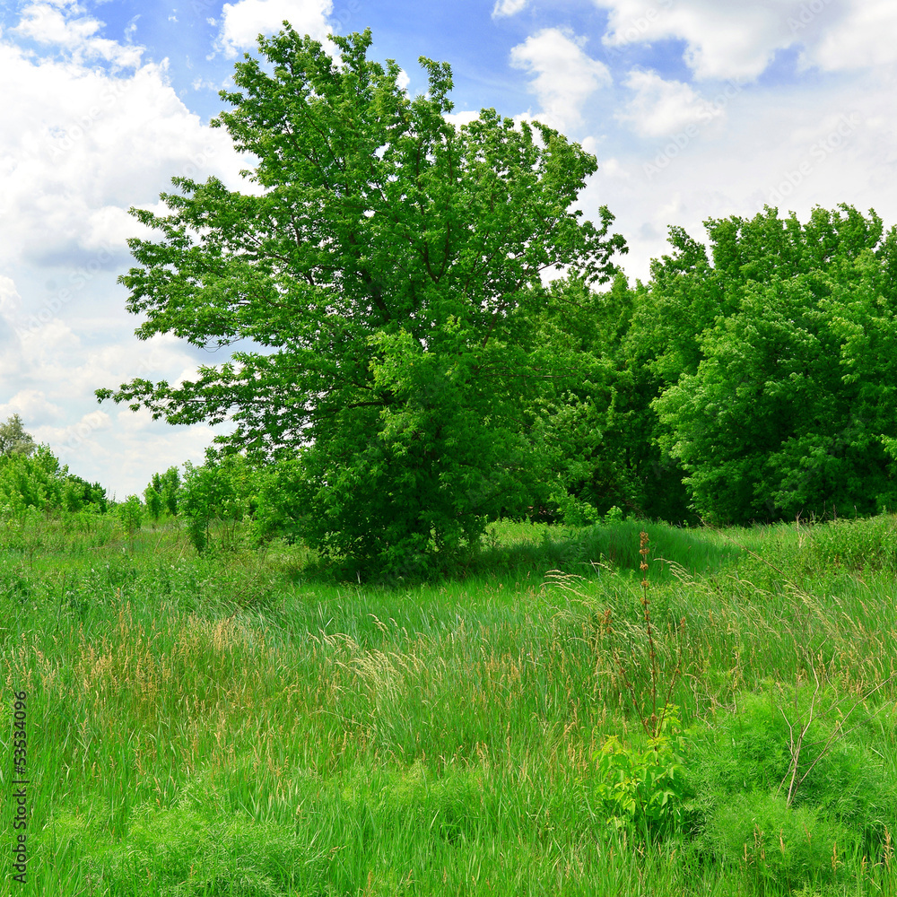 Fototapeta premium Field