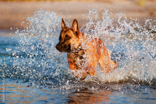 belgian shepherd dog jumps in water