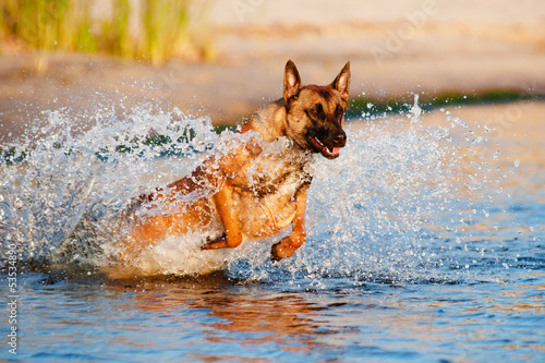Fotografia belgian shepherd dog jumps in water