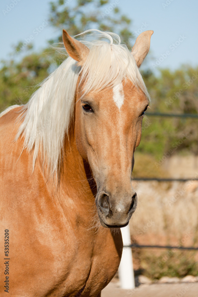 Naklejka premium cruzado helles pferd im freien auf der weide im sommer