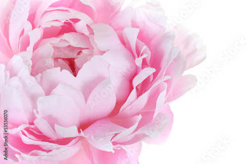 part of pink peony on a white background
