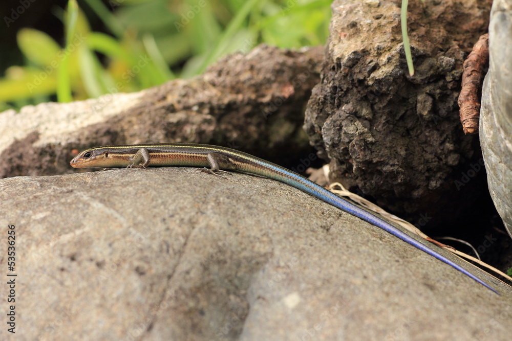 Small lizard Small lizard