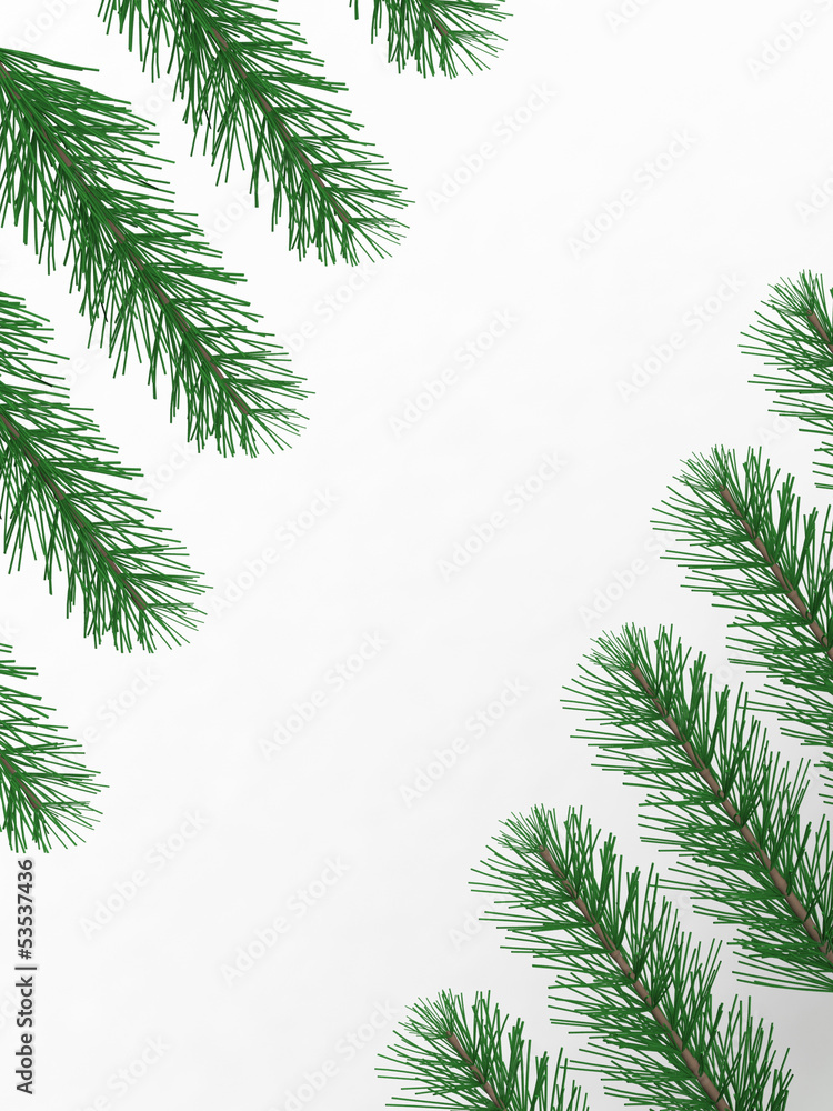 pine branches with empty space