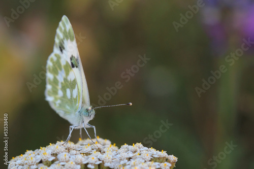 Butterfly - Lesser Bath White (Pontia chloridice) photo