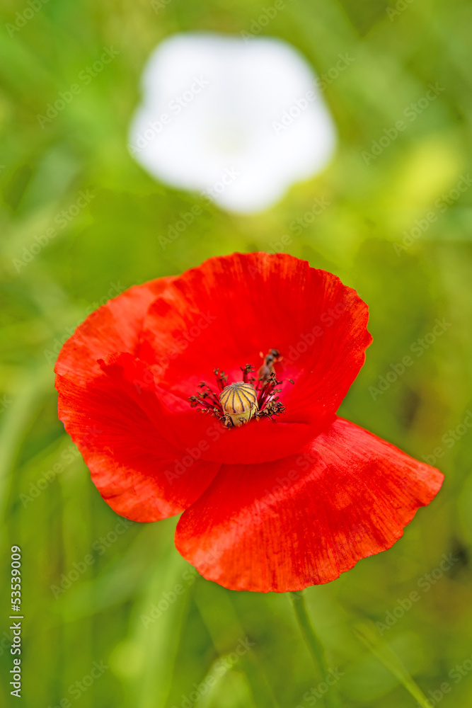 Klatschmohn und Kornblume Klatschmohn und Kornblume