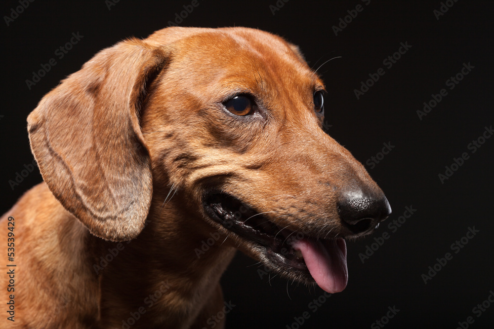 portrait of cute brown dachshund dog isolated on black backgroun