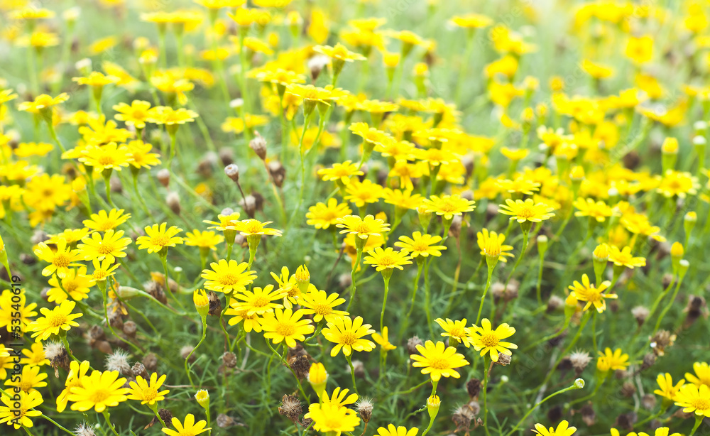 Obraz premium Dahlberg daisy.