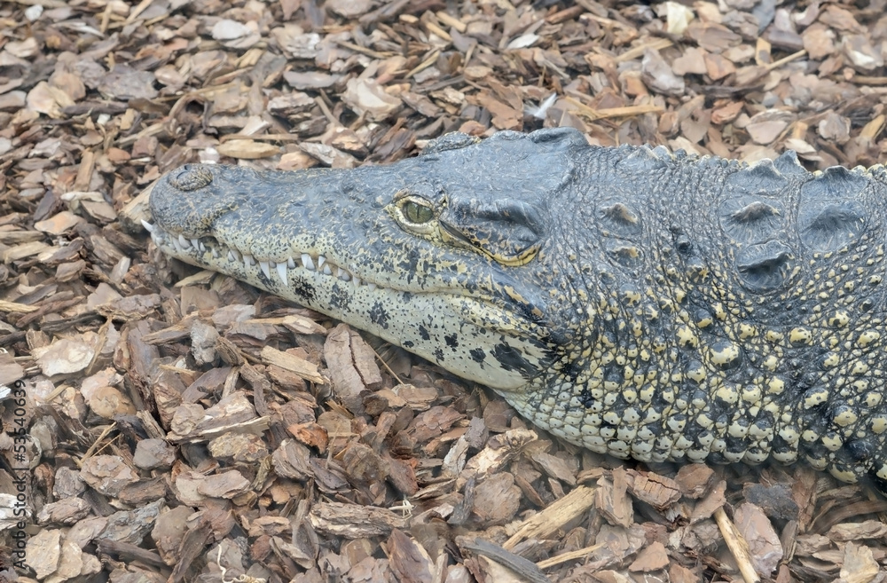 Fototapeta premium Cuban crocodile head