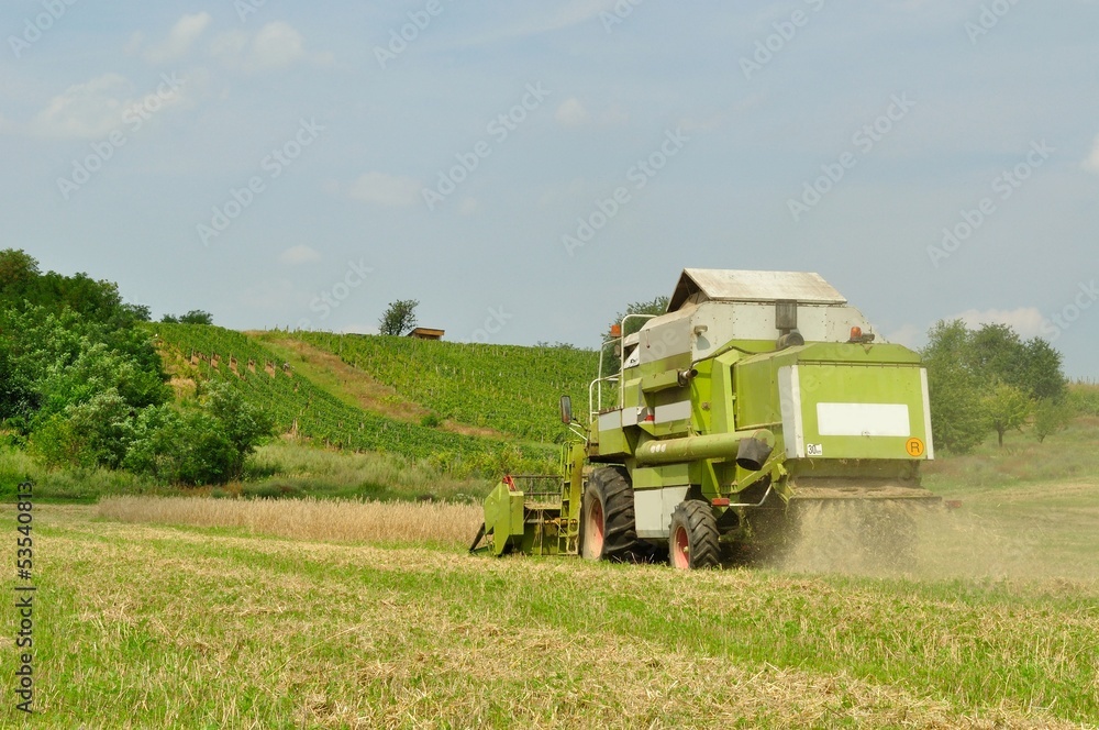 Fototapeta premium Combine harvester in the wheat field during harvesting