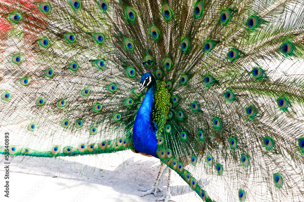 Obraz premium Close up of peacock showing its beautiful feathers