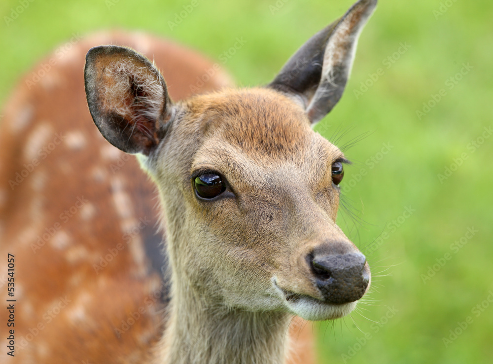 Close up of a female Fallow Deer Close up of a female Fallow Deer