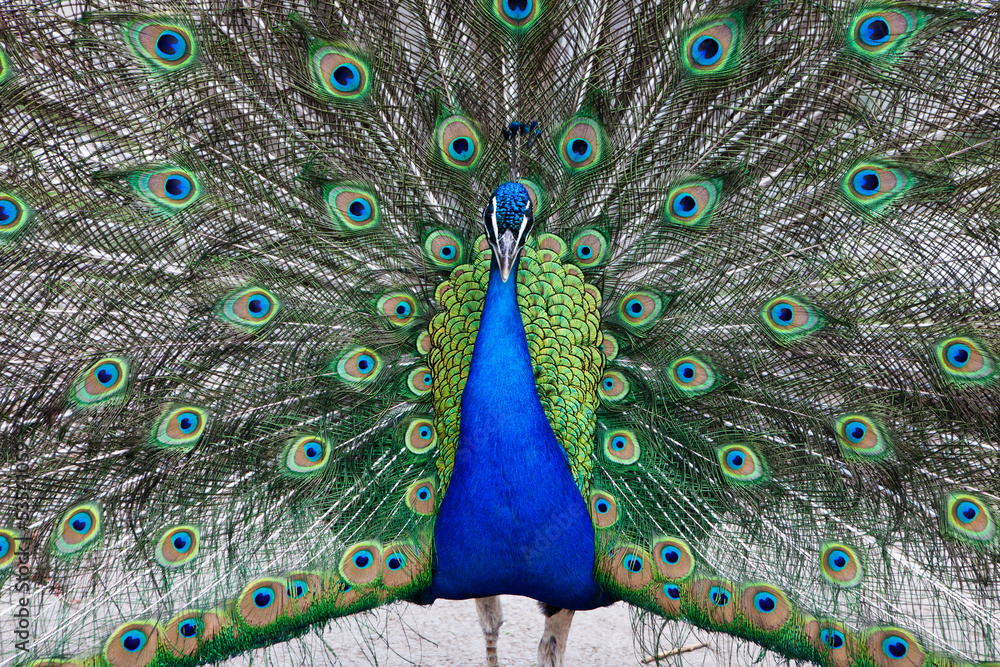 Obraz premium Close up of peacock showing its beautiful feathers
