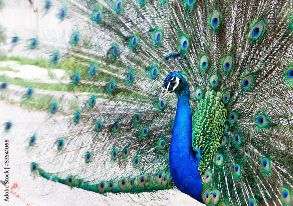 Naklejka premium Close up of peacock showing its beautiful feathers
