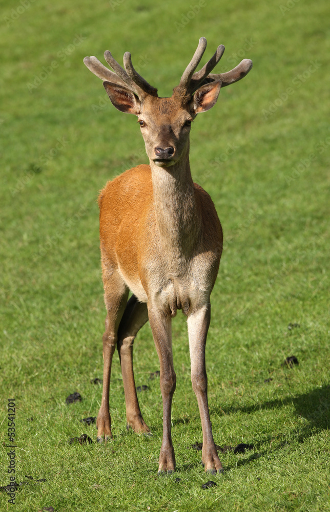 Close up of a young male Red Deer Close up of a young male Red Deer