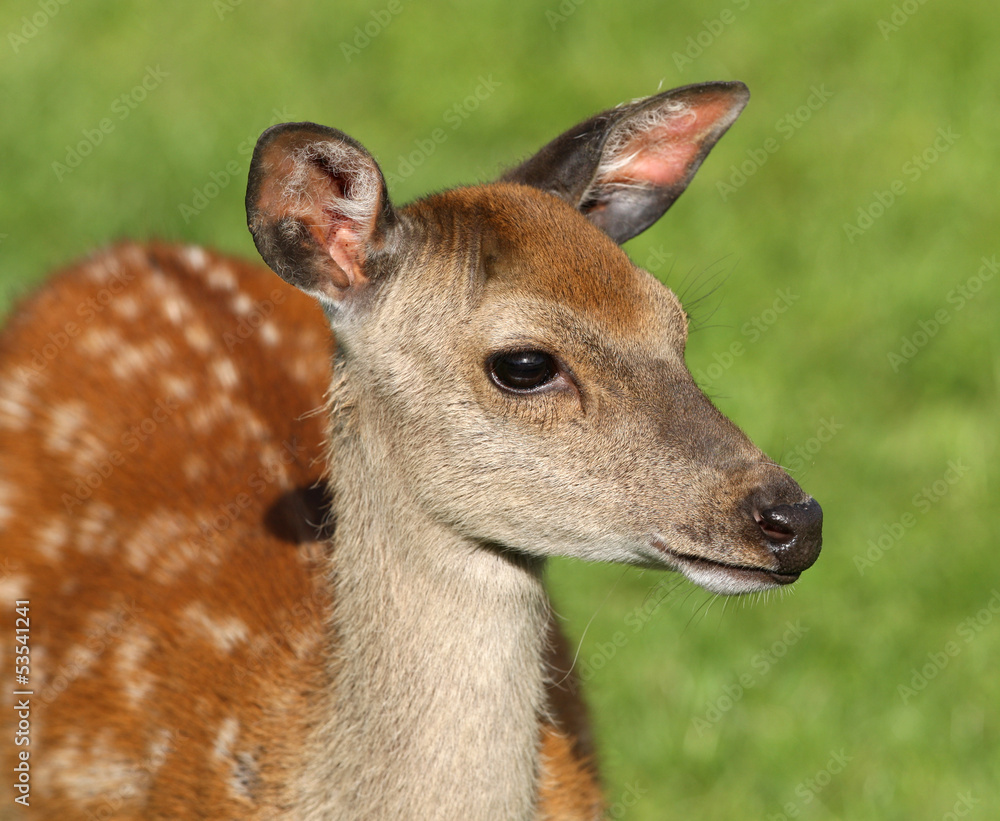 Close up of a female Fallow Deer Close up of a female Fallow Deer