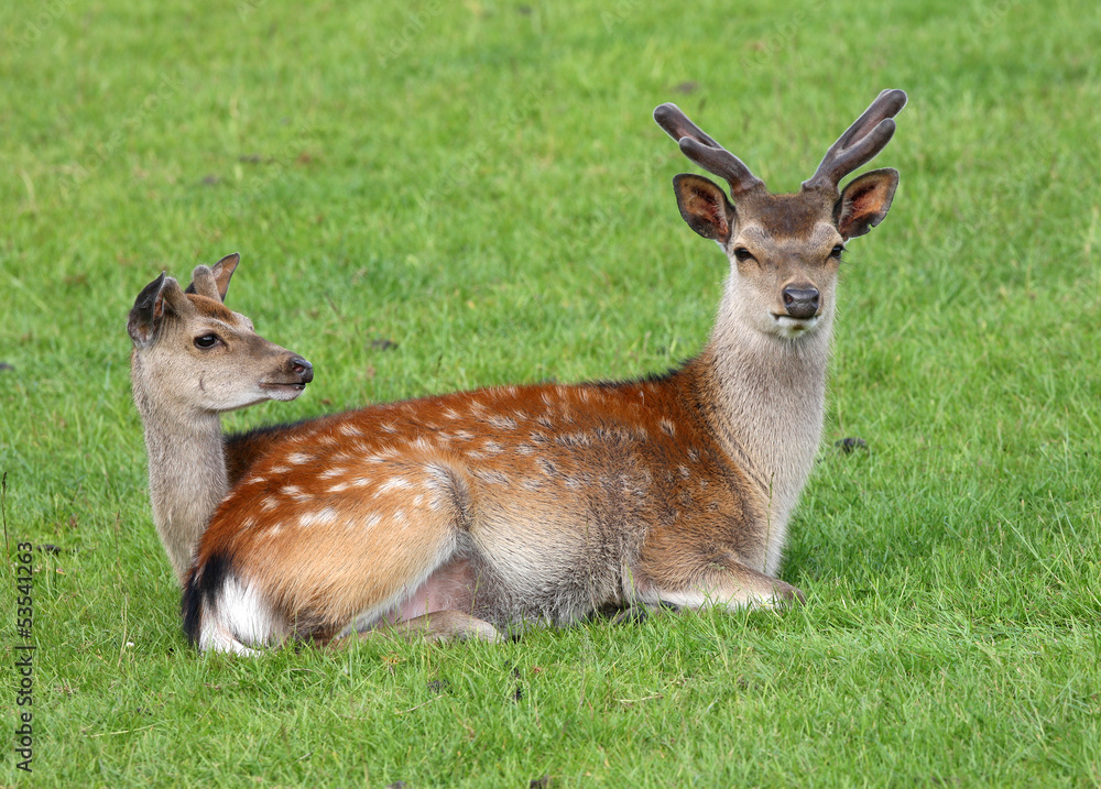 Male and female Fallow Deer back to back Male and female Fallow Deer back to back