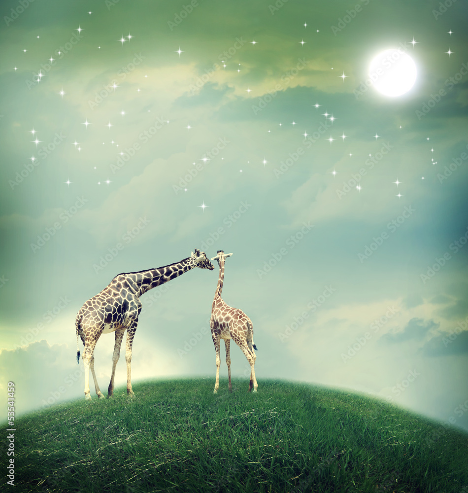Giraffes in friendship or love concept image