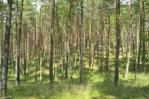 Las (drzewa liściaste i iglaste) © Marcin Orzechowski