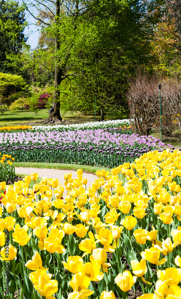Obraz premium Tulips garden