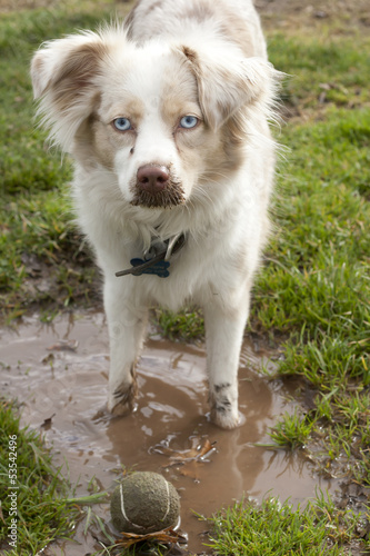 Wallpaper Mural Mini-Aussie in the Mud Torontodigital.ca