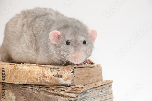 Ratto sui libri