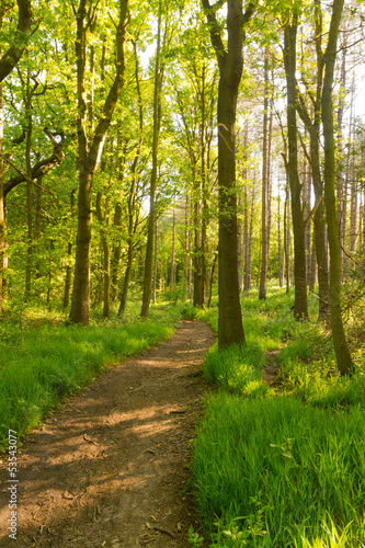 Footpath through the woods