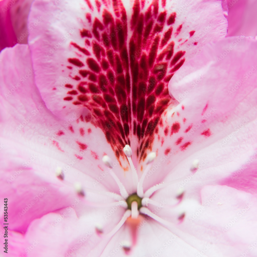Petal Pattern Petal Pattern
