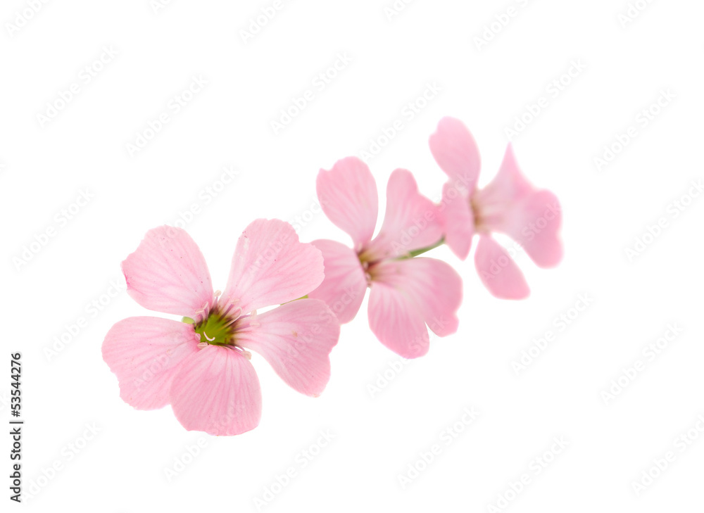 delicate pink flowers delicate pink flowers