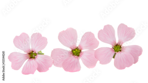 delicate pink flowers
