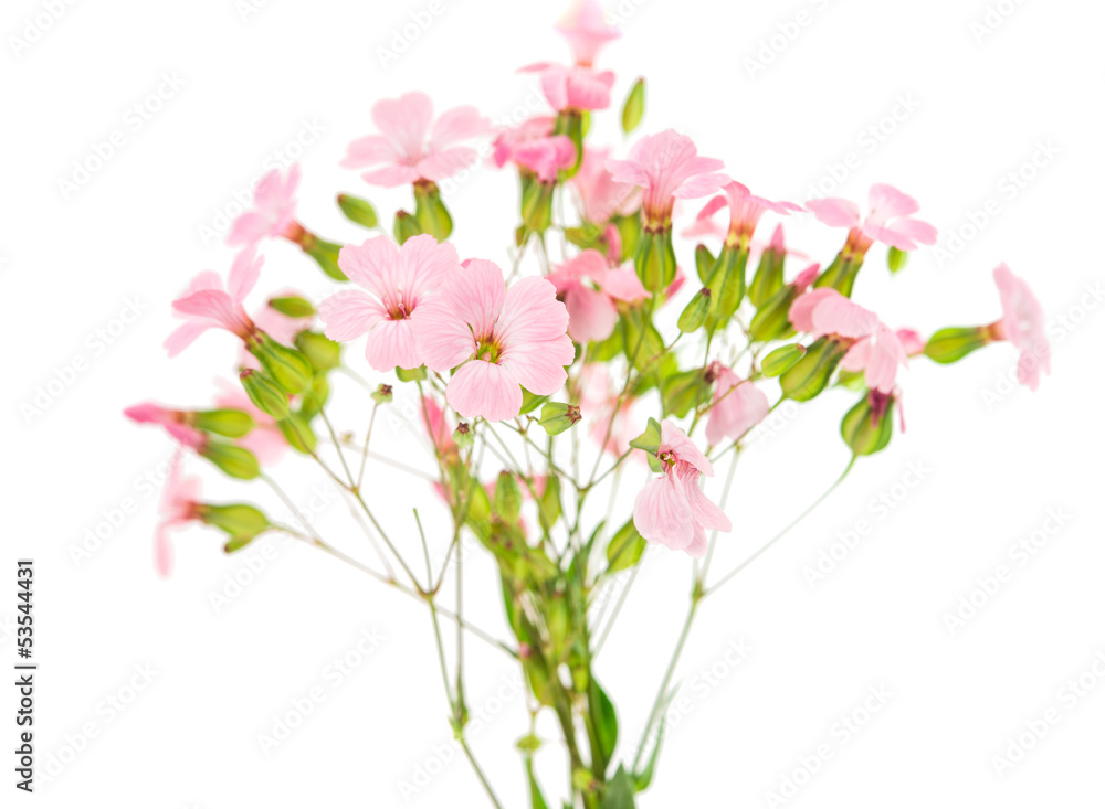 delicate pink flowers