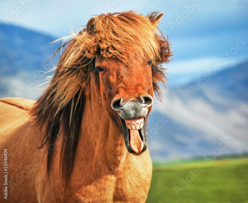 Obraz na płótnie Icelandic horse smiling w salonie