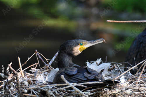 Kormoran (Phalacrocorax aristotelis) photo