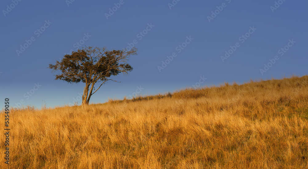 Lonely Tree Lonely Tree