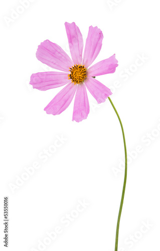 Fototapeta Naklejka Na Ścianę i Meble -  pink daisy