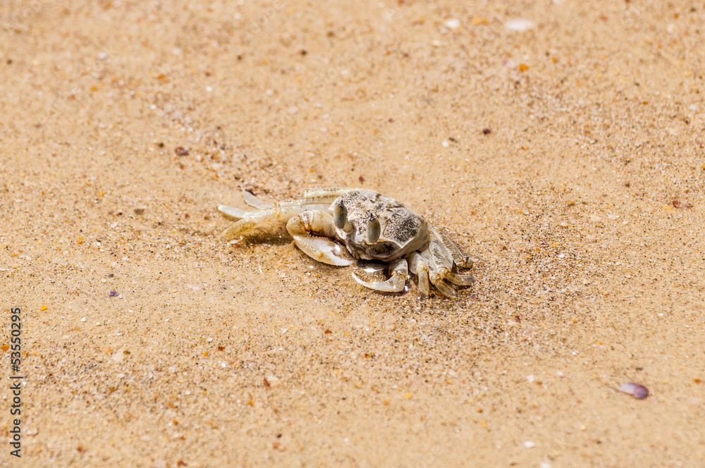 Small crab on a tropical beach sand