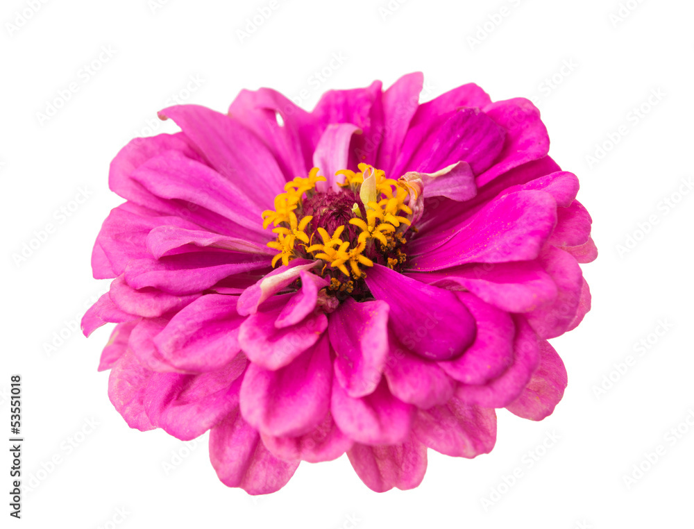 Isolated Zinnia Flower Isolated Zinnia Flower