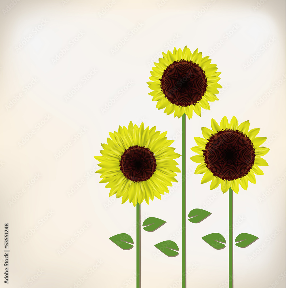 sunflower sunflower