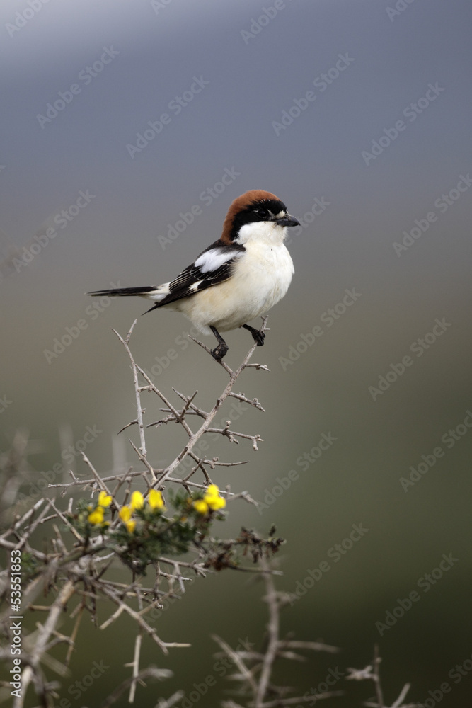 Woodchat shrike, Lanius senator Woodchat shrike, Lanius senator
