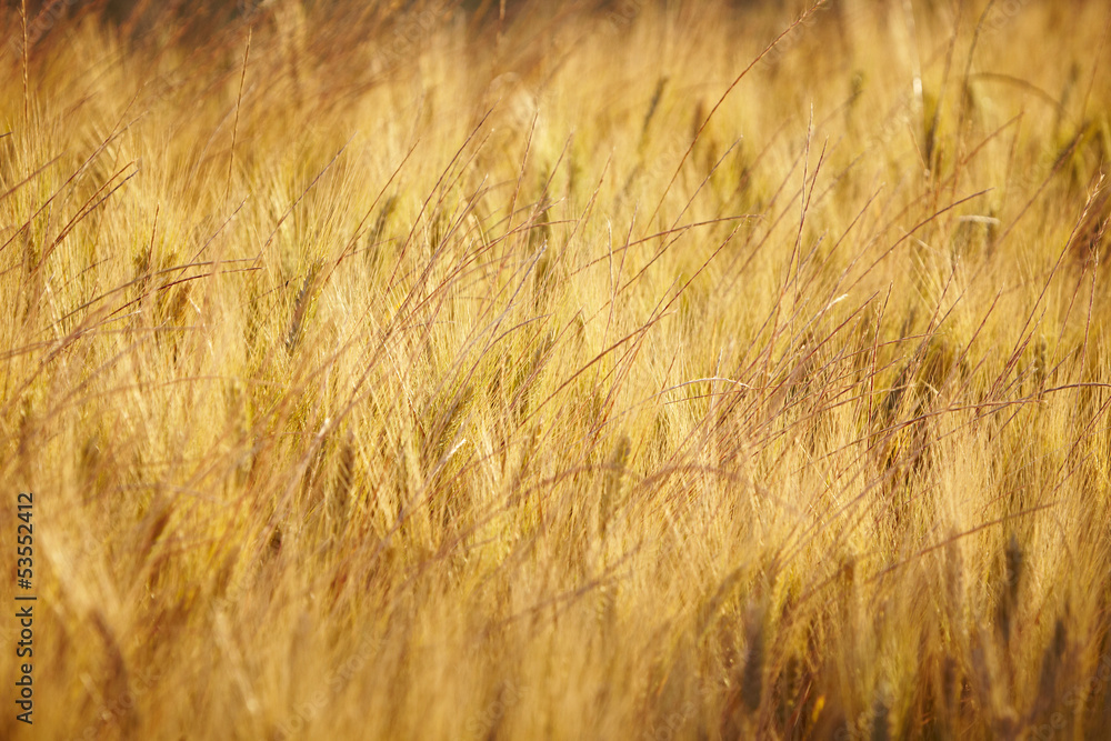 Fototapeta premium Wheat field