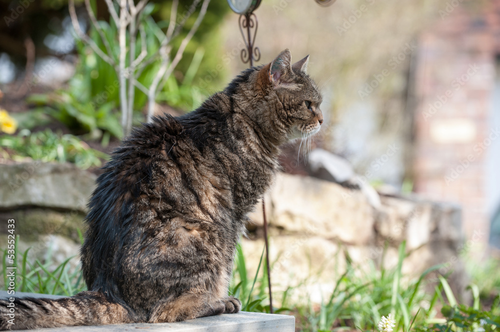 Obraz premium Getigerter Kater