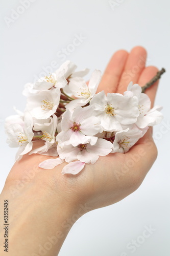 桜を持つ女性の手