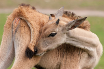 Wandcirkels Antilope Jonge sabelantilope kalf in natuur  © Christof Muller