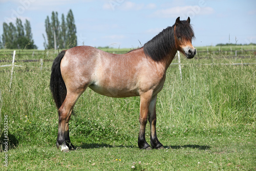 Young welsh mountain pony mare
