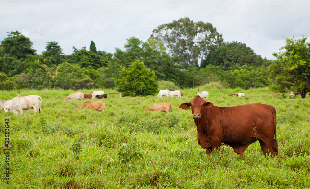 Naklejka premium Brahman cattle