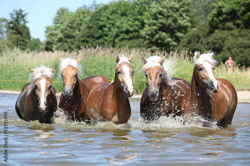Fototapeta Naklejka Na Ścianę i Meble -  Batch of blond chestnut horses in water