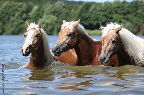 Fototapeta Naklejka Na Ścianę i Meble -  Batch of blond chestnut horses in water