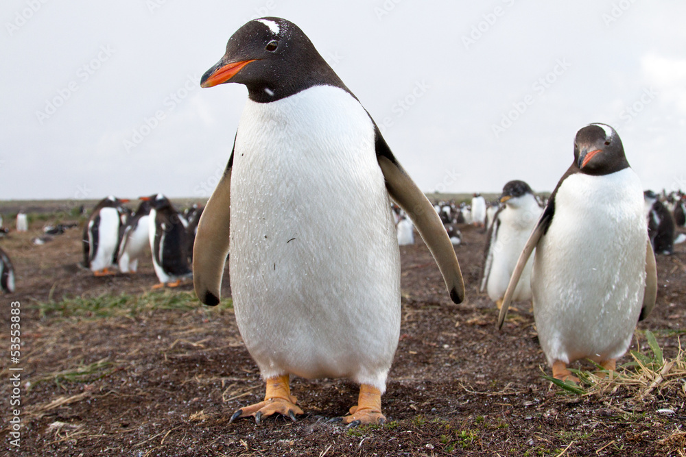 Fototapeta premium Gentoo Penguin colony