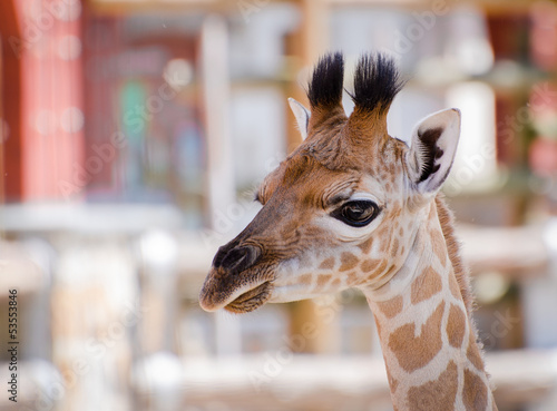 Giraffe - Horizontal Head Shot © Szerdahelyi Adam